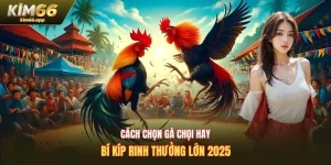 Cách chọn gà chọi hay