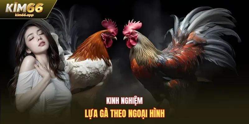 Kinh nghiệm lựa gà theo ngoại hình