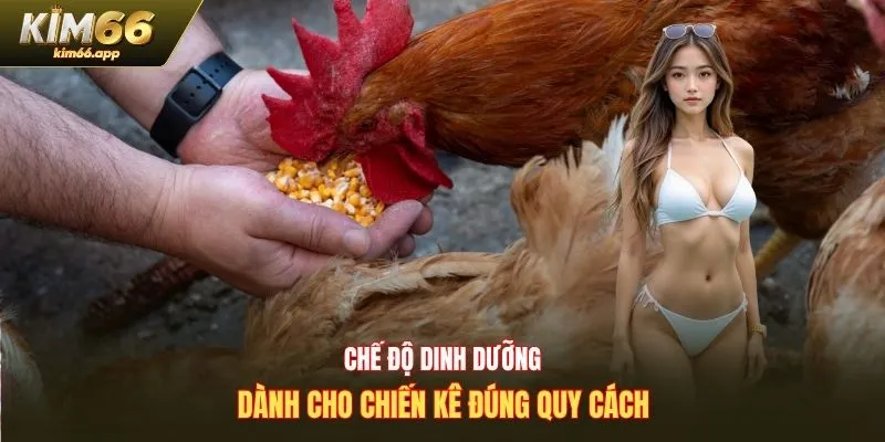Chế độ dinh dưỡng dành cho chiến kê đúng quy cách
