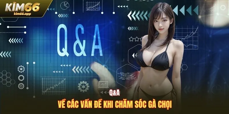 Q&A về các vấn đề khi chăm sóc gà chọi