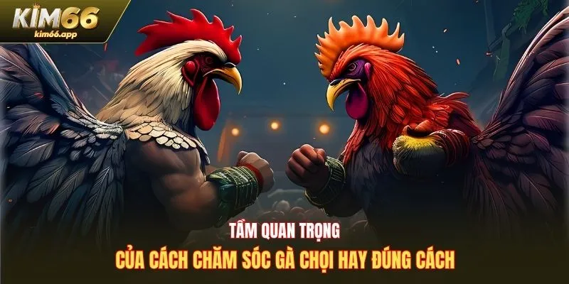 Tầm quan trọng của cách chăm sóc gà chọi hay đúng cách