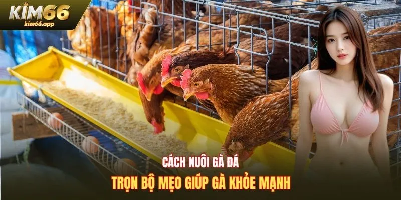 cách nuôi gà đá