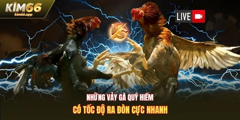 Những vảy gà quý hiếm có tốc độ ra đòn cực nhanh