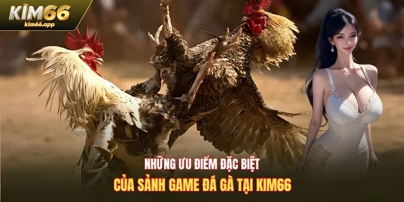 Những ưu điểm đặc biệt của sảnh game đá gà tại Kim66