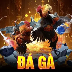 Đá gà